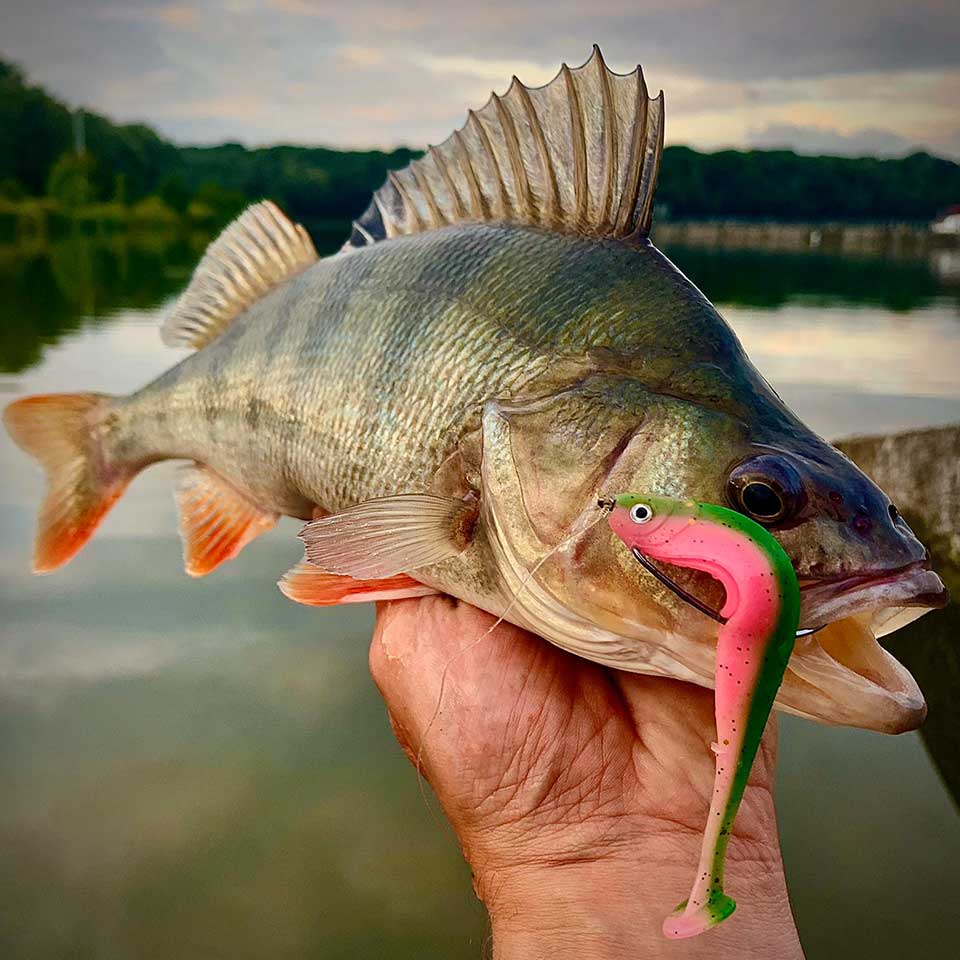 Gummifisch Glasauge Barsch pink-grün