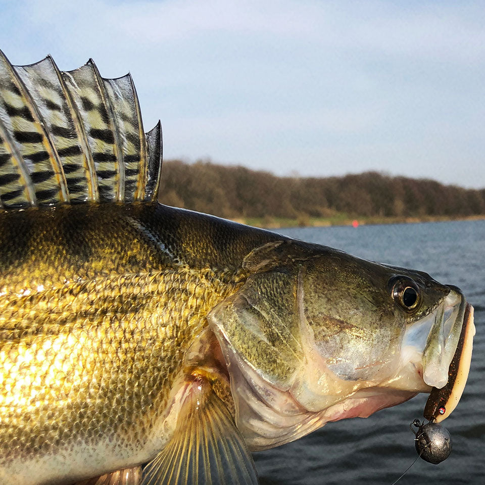 Zanderfang mit Gummifisch Glasauge