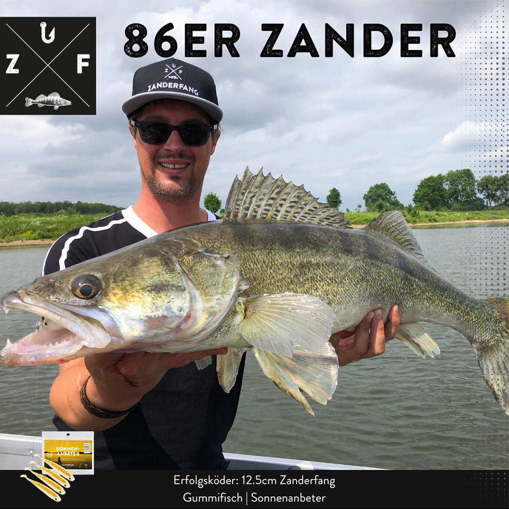 Zander gefangen mit Gummiköder