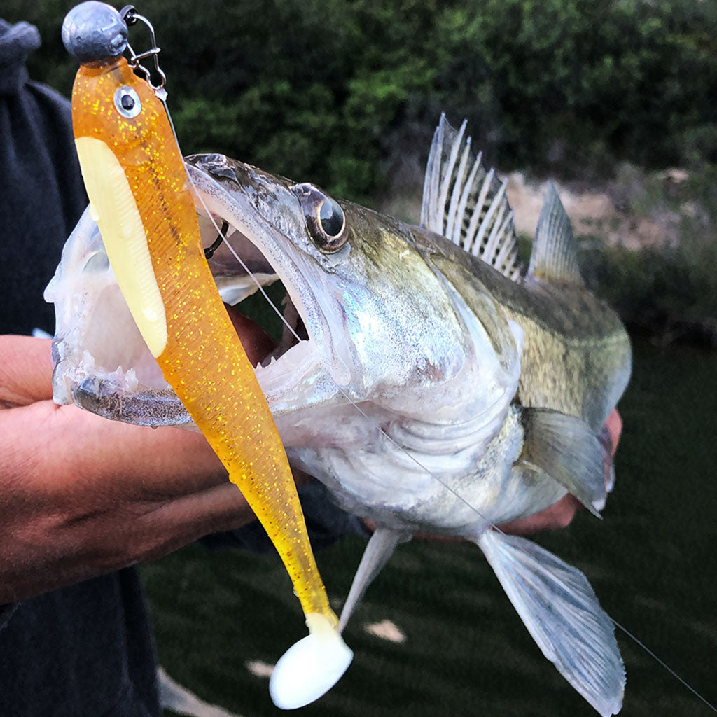 Zander mit Gummifisch am Jig