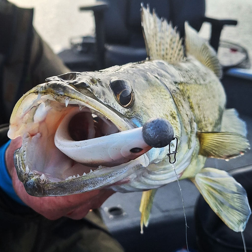 Zander auf Zanderköder 15,5cm Gummi in braun weiß