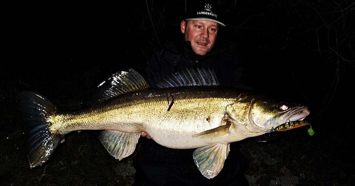 Zander mit Gummifisch