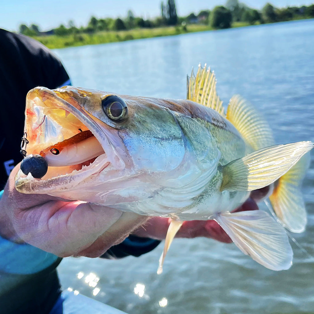 Zander auf Kunstköder Gummifisch in weiß-braun