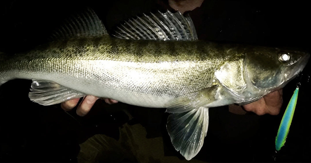 Zander mit Wobbler nachts