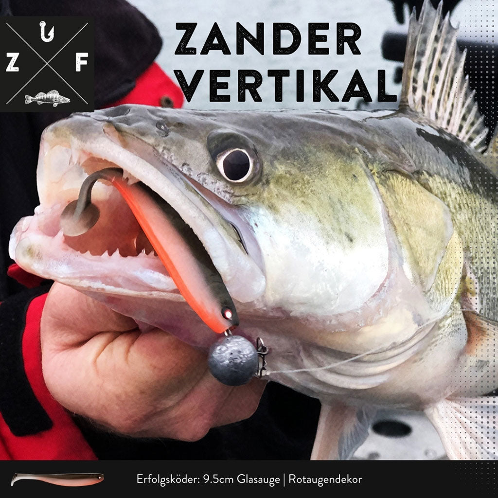 Zander angeln vertikal Glasauge Zanderfang