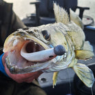 Zander auf Zanderköder 15,5cm Gummi in braun weiß