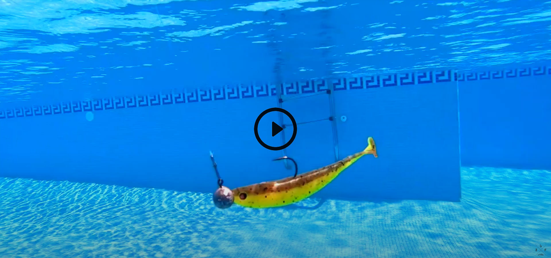Gummifische unter Wasser